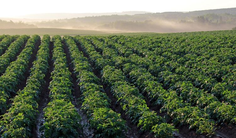 Photographing and diagnosing diseased crops and recommending targeted treatments in real time
